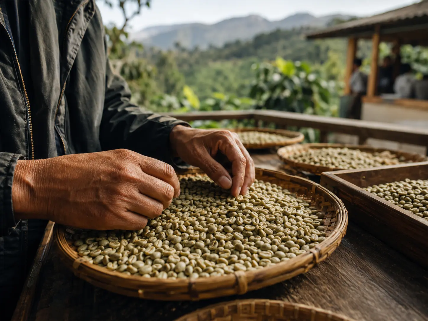 Hand selection and quality inspection of Indonesian green coffee beans